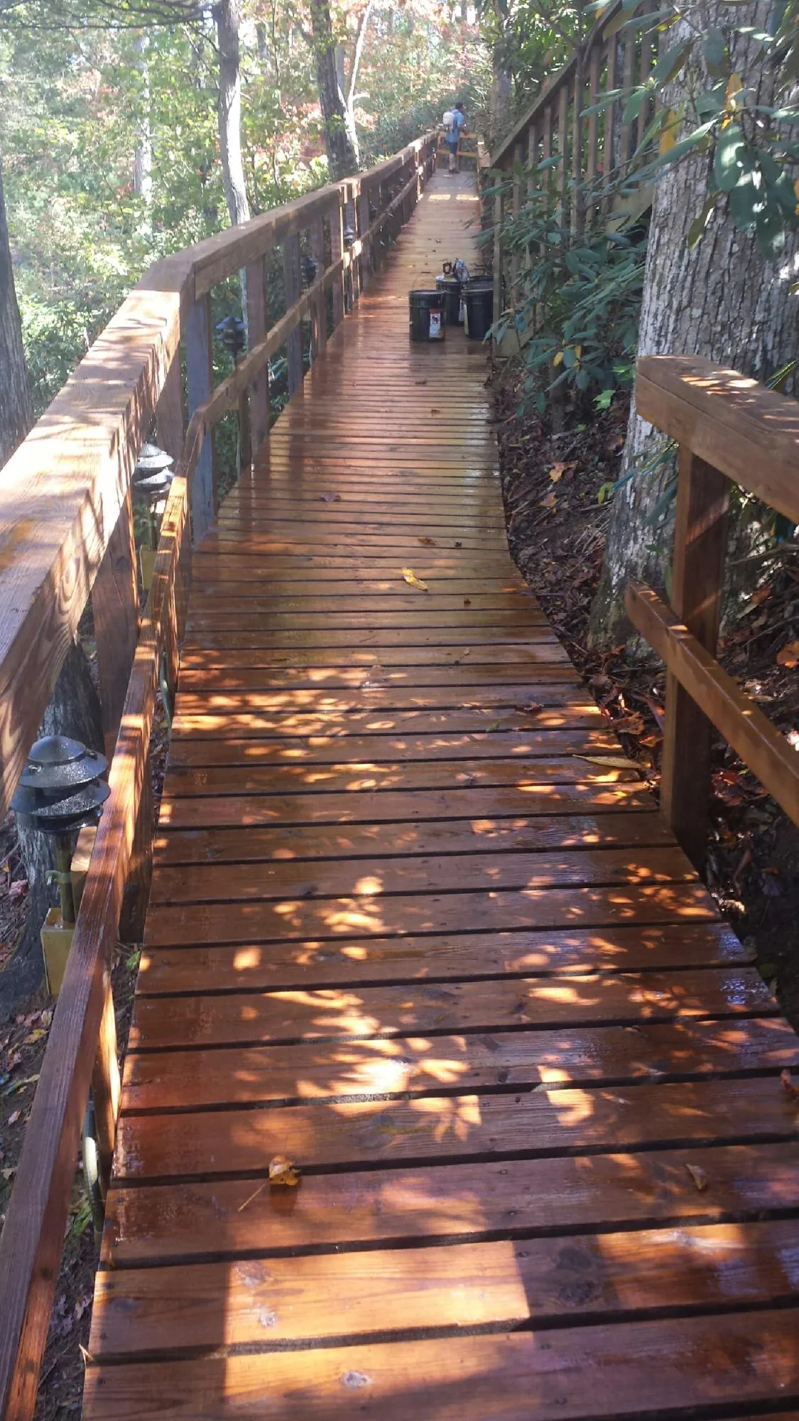 Freshly stained wood walkway winding through the woods in Topanga